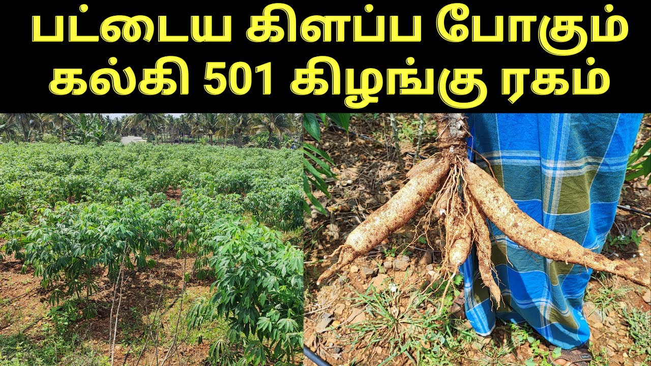 மரவள்ளி கிழங்கு பயிரிடும் முறை|Cultivating the tapioca plant -verukku neer