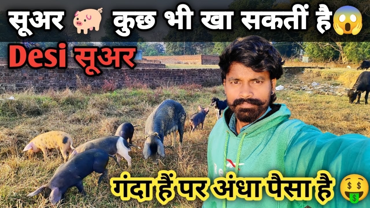 सूअर 🐖 बहुत कुछ खा सकती हैं 😱 | Suar bahut kuch kha sakti hai | सूअर को आज पपीता खिलायें | #youtube