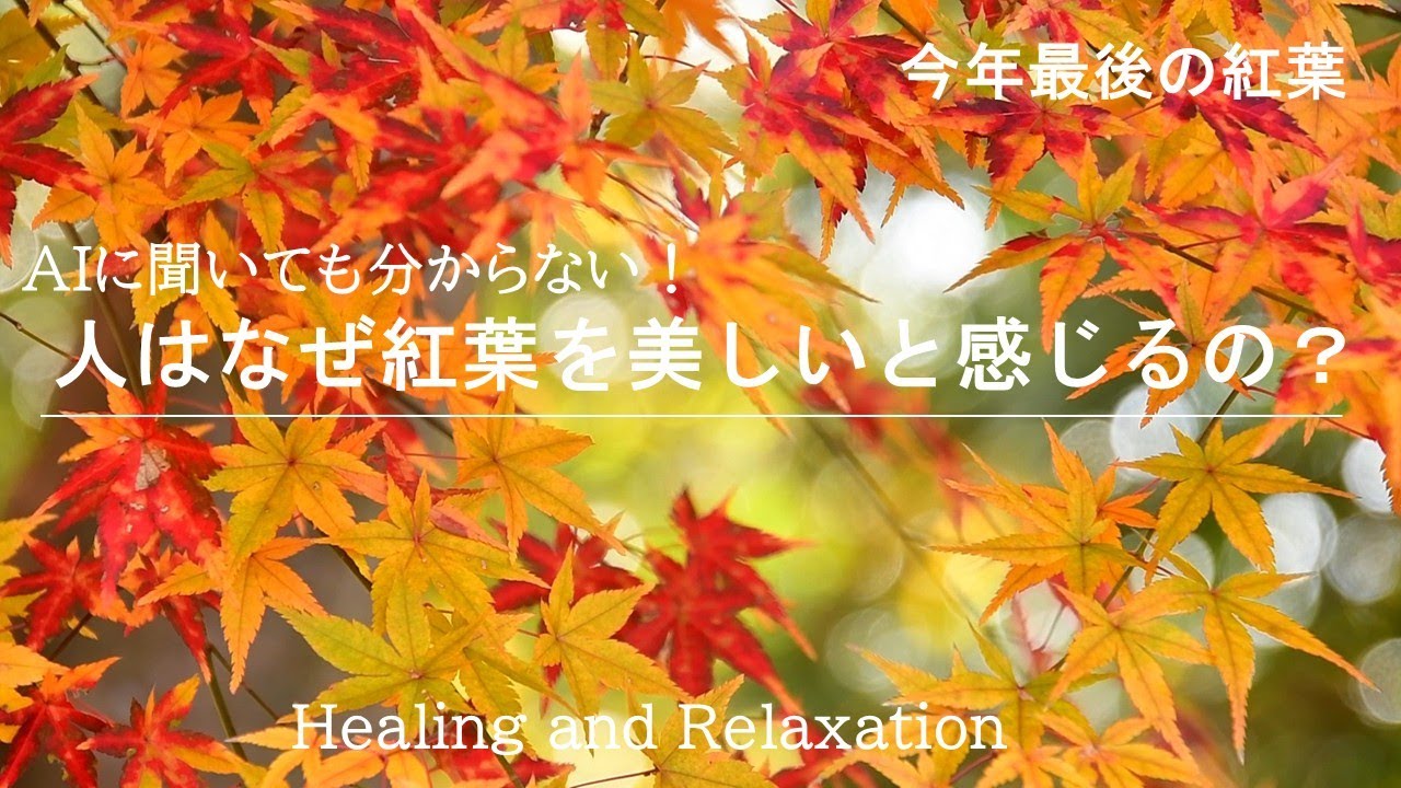 紅葉の美しさの謎に迫る！　今年最後の紅葉映像で癒されてください
