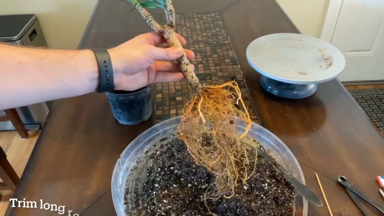 Dracaena &lsquo;Janet Craig&rsquo; Compacta bonsai repotting and root pruning (March, 2021)