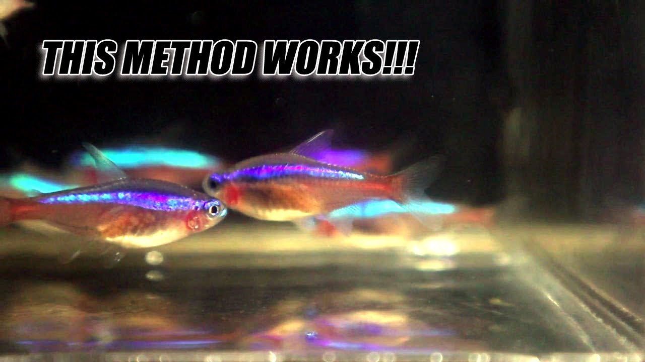 Как мне наконец-то удалось заставить свою кардинальную тетра нереститься!!!