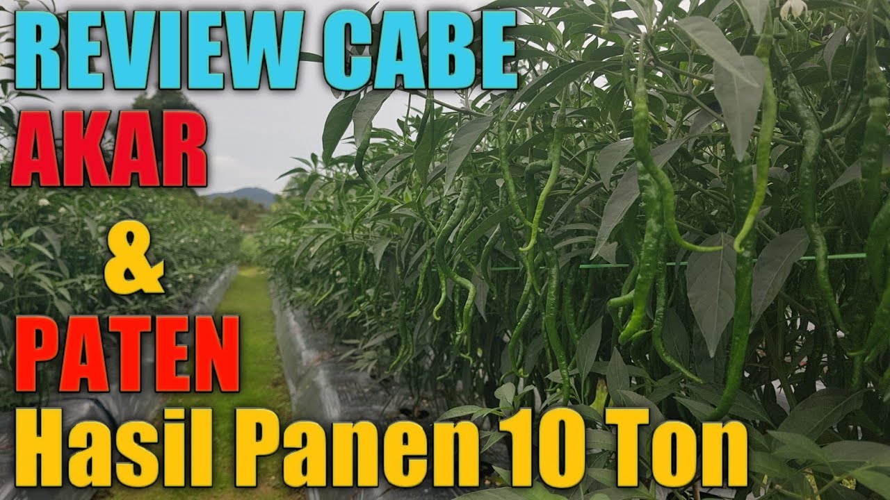 REVIEW CABE AKAR DAN PATEN !!! Menghasilkan 10 TON Dalam  Sekali Tamam