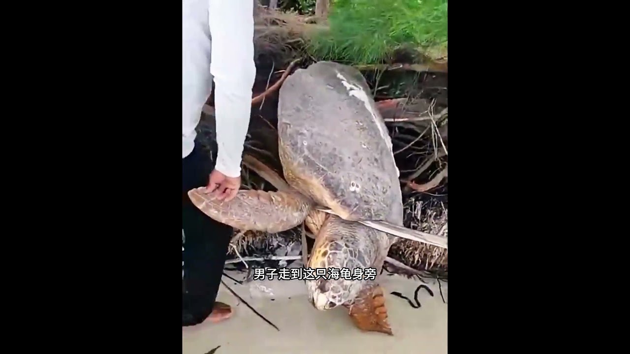 一只百岁高龄的大海龟，卡在了树根上，男子的举动太暖心了！ #animals #动物救助 #主人 #主人 #pets #感人壹幕 #寵物友善日常