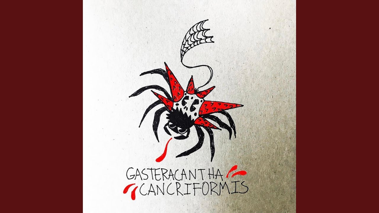 GASTERACANTHA CANCRIFORMIS