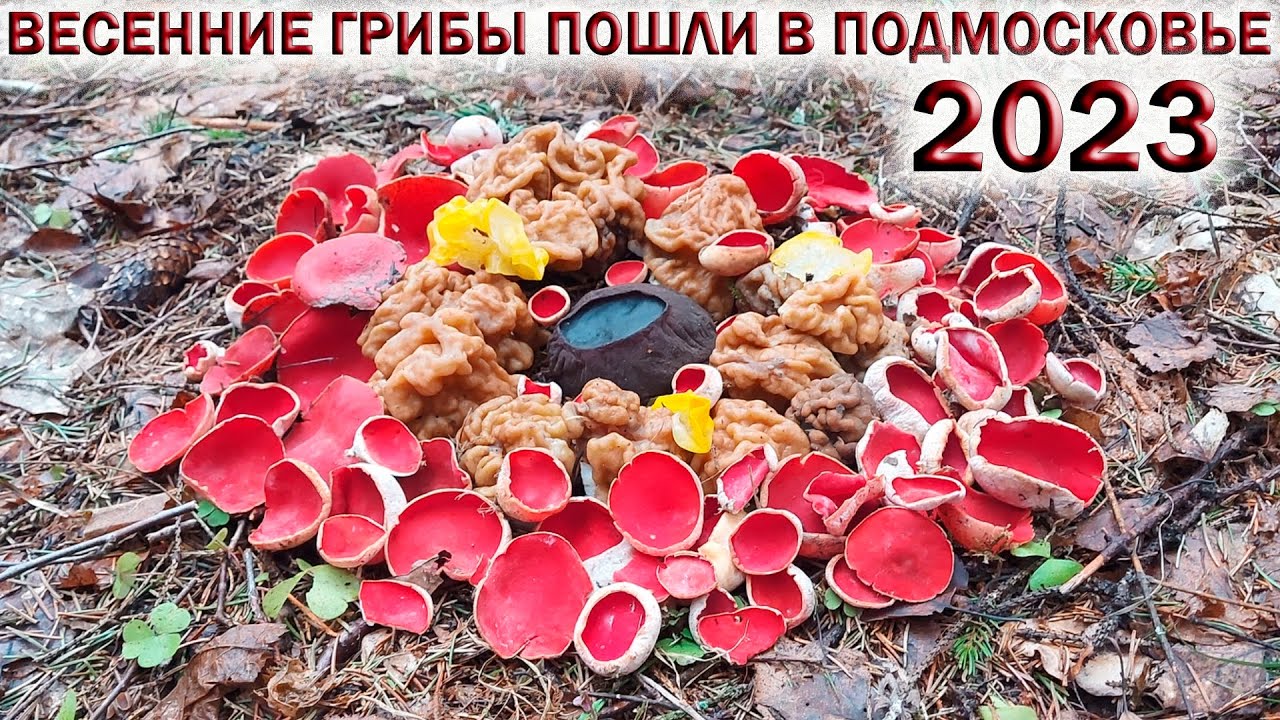 ❗СРОЧНО! ВЕСЕННИЕ ГРИБЫ ПОШЛИ В ПОДМОСКОВЬЕ🍄СТРОЧКИ и САРКОСЦИФА💥Колодец👉ОПАСНОСТЬ для ГРИБНИКА
