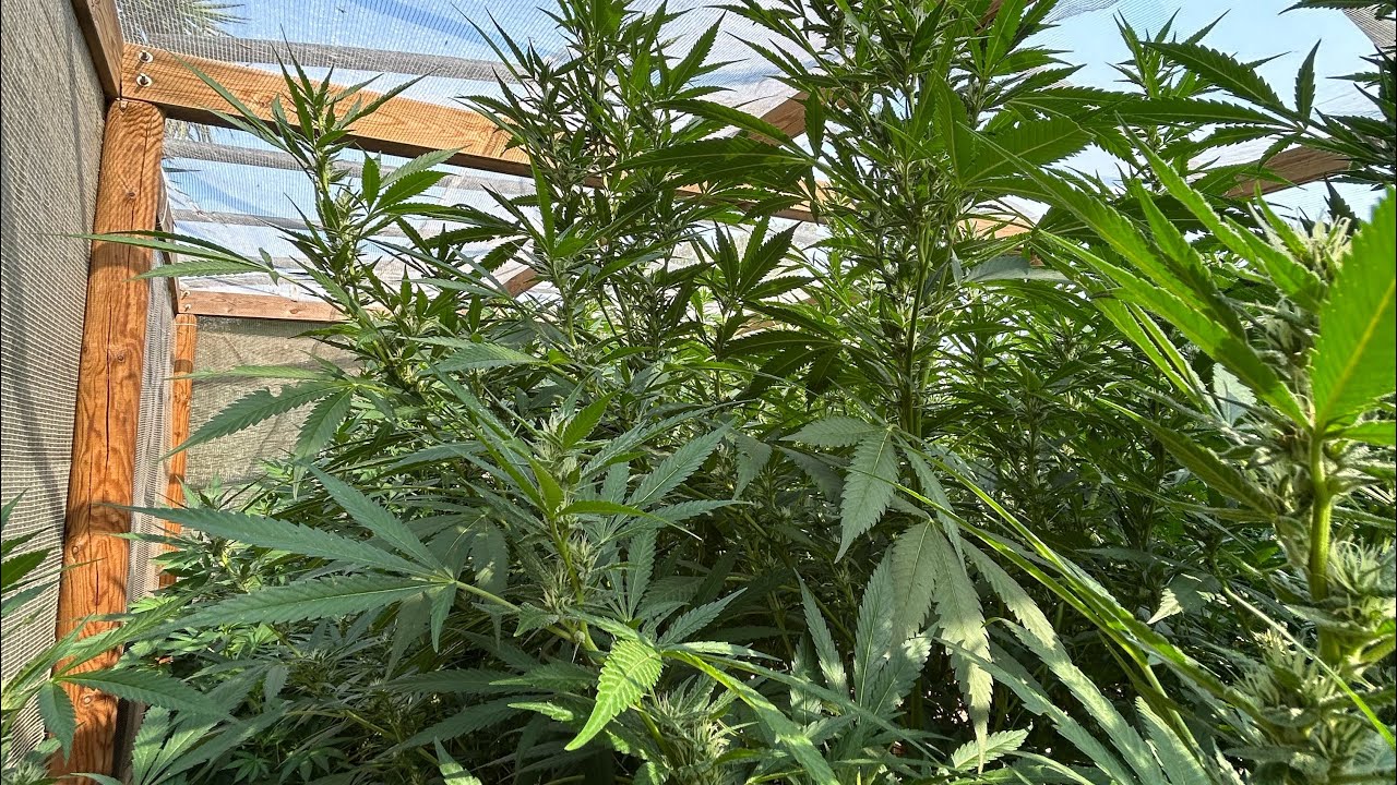🥦GUIA DE CULTIVO CANNABIS EXTERIOR | DEFOLIACI&Oacute;N Y PREVENTIVOS | CAP.4