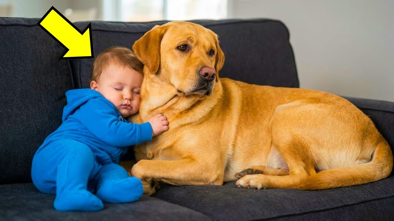Baby Naps With His Labrador — What Happens 15 Minutes Later Will Shock You!!