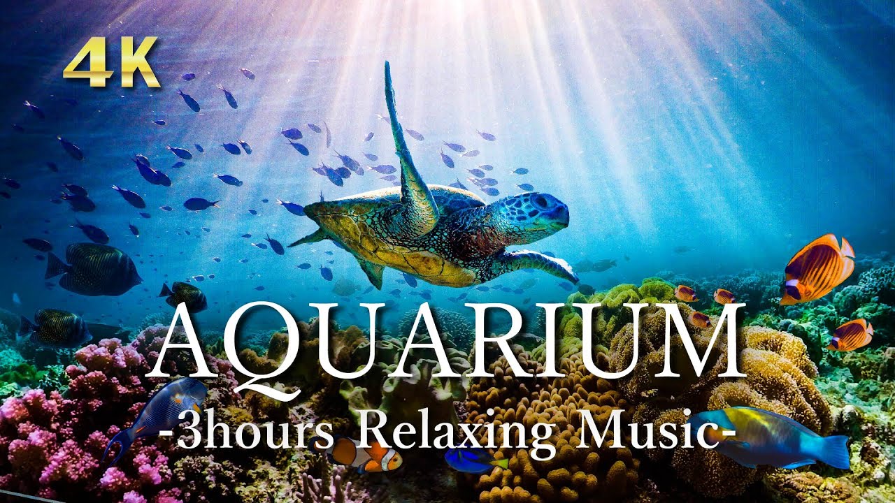 ４Kアクアリウム【リラックス音楽】サンゴ礁に住む熱帯魚とウミガメ 🐠｜3時間リモート水族館｜Relaxing Music ＆ UHD  Aquarium Video