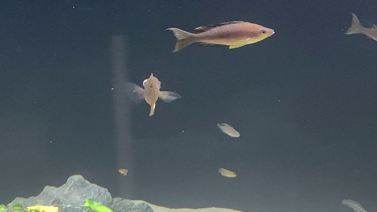 Tanganyika biotope monster tank 1800gal part 6
