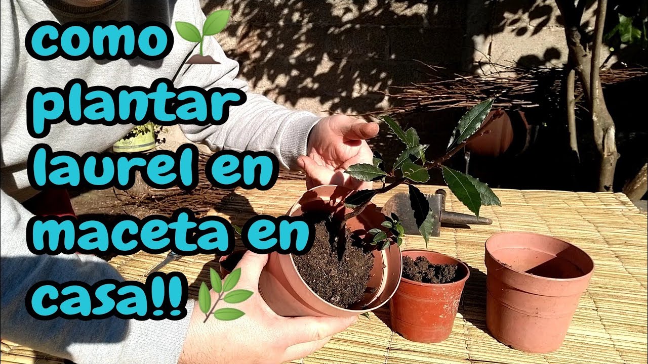 como plantar laurel en casa en macetas muy facil
