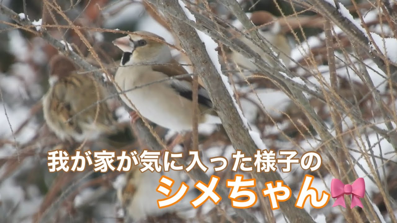 まるおの母　まるこの宿根草と低木の庭　2026 01 22 今朝も雪になりました。いつものメンバーと、シメちゃん🎀がやって来て、シメちゃんは庭の主みたいな顔。チッチ、今日はハクちゃんに負けずに頑張る