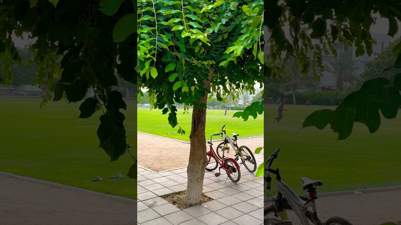 Beautiful Society #karachi #karachibeauty #society #parkour #park #shortvideo