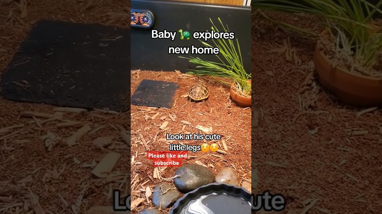 #babytortoise #pettortoise #animals #babyanimals  #cuteanimlas