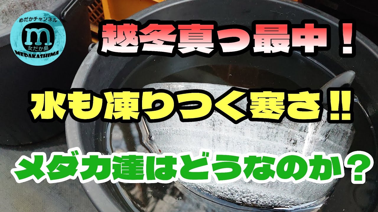 【ぶあつい氷が…】2月は1年で1番寒い季節！越冬中のメダカ達は大丈夫なのか？