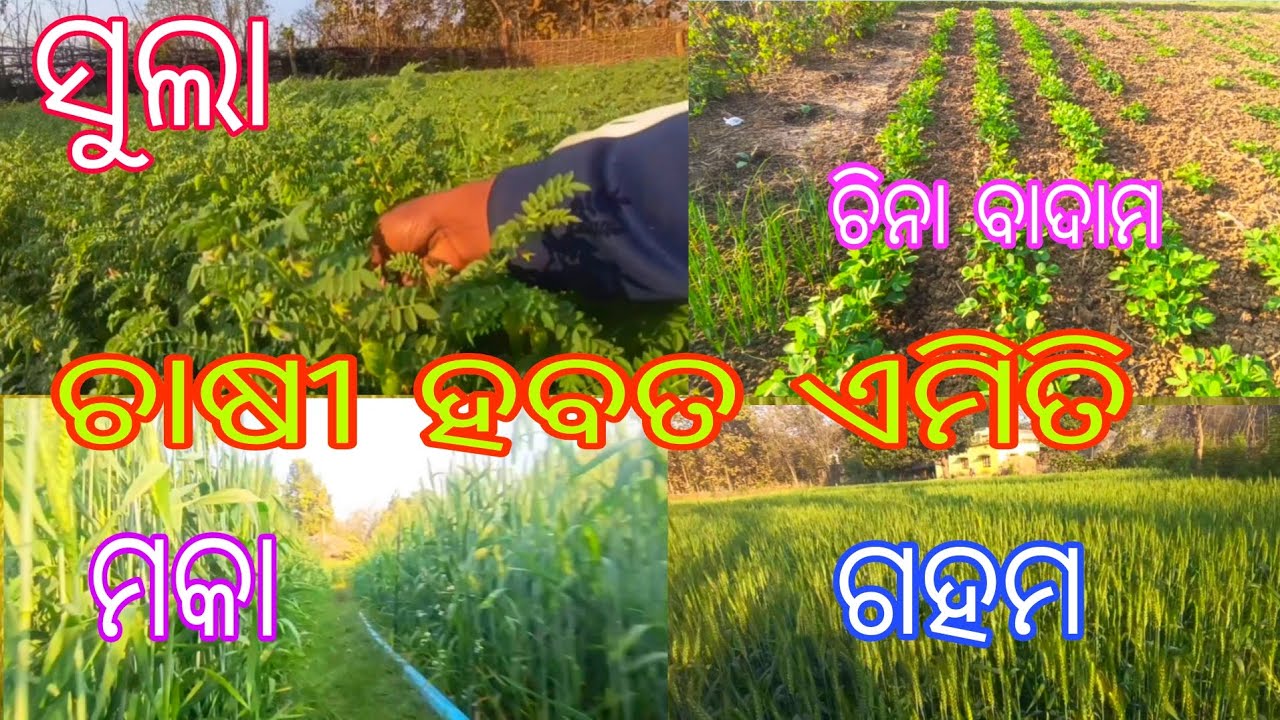 ଏକ ନମ୍ବର ଚାଷୀ ll ୟାଙ୍କୁ ହିଁ କୁହାଯାଏ ll 7 llଏକର ଜାଗାରେ ଏତେକିଛି ଚାଷ ll WHO is possible my god ll 