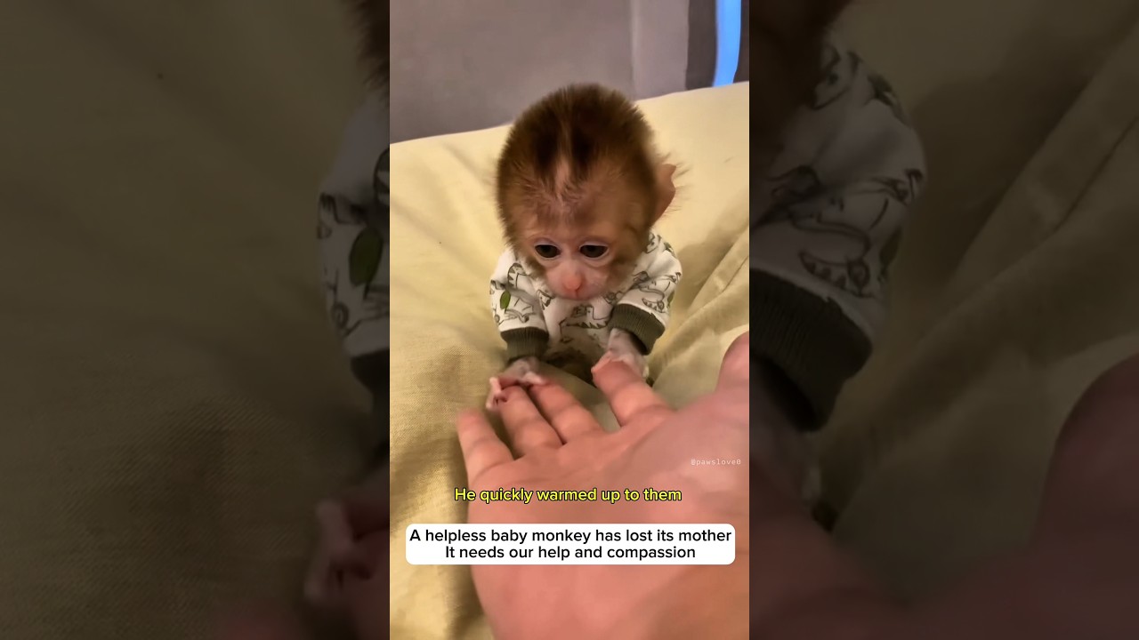 adopting a poor baby monkey #animals #lovestory #wildliferescue #cute #rescue #monkey