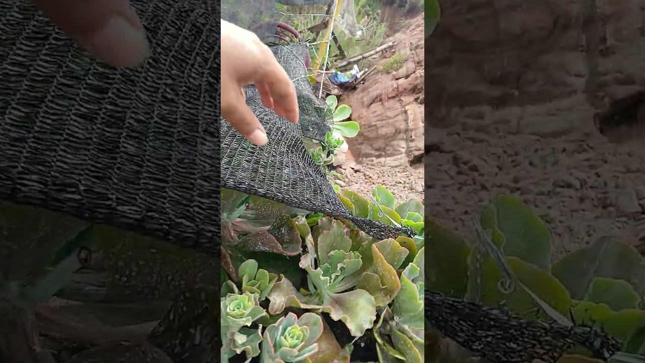 Chuva e as bagunças a um tempo perdi tudo 2x pra barranco 🙏hoje não #plantas #suculentas 