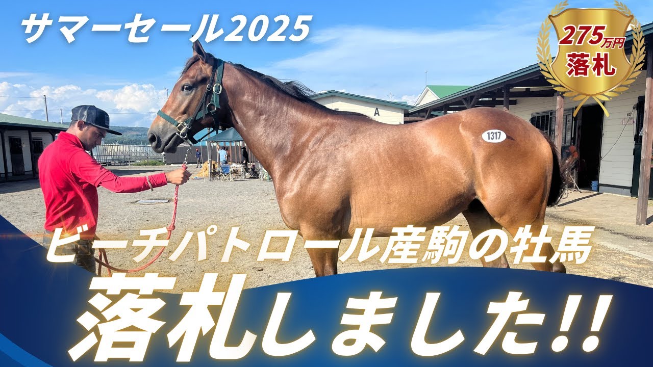【地方馬主】サマーセール初参戦！275万円のビーチパトロール産駒の牡馬を落札しました！好馬体の馬を格安で購入できた裏側は…？