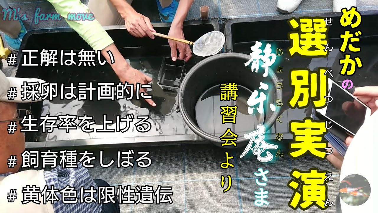 【めだかの飼育方法】メダカの選別実演～静楽庵さま講習会より～めだかの飼育の楽しみ～そして遺伝のこと