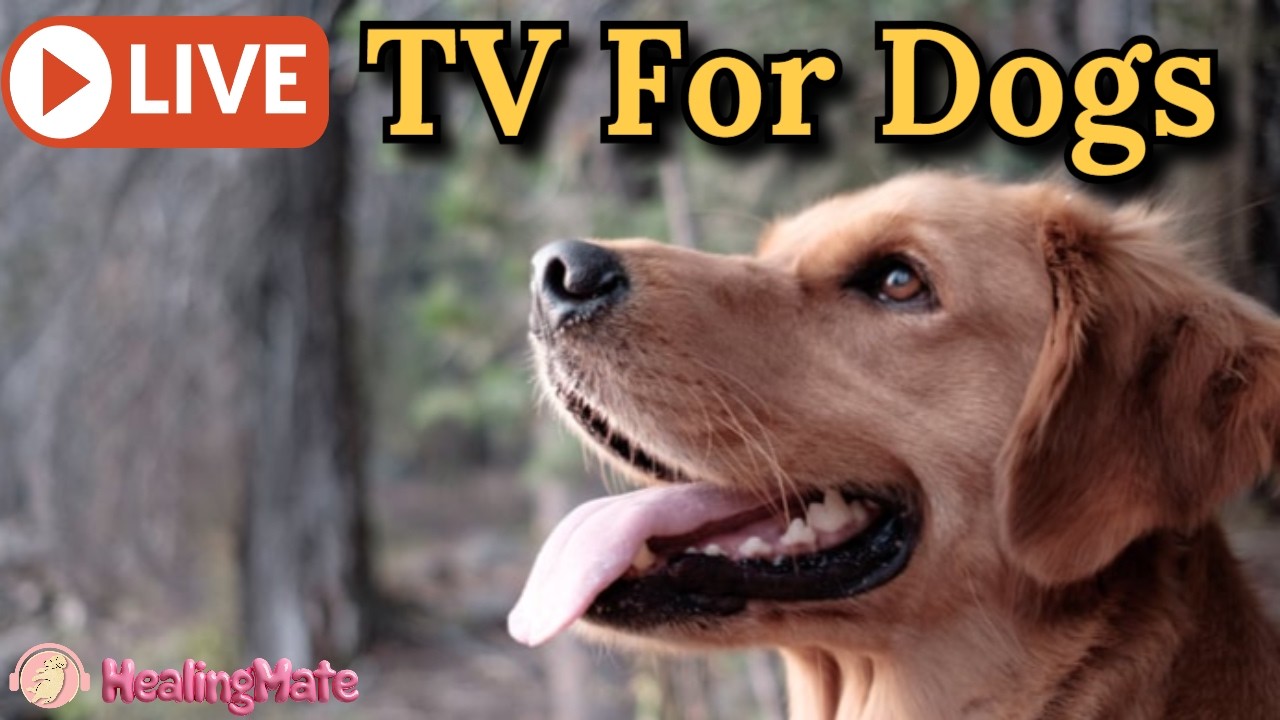 🔴24/7 Dog TV🎵🐶Calming Music for Dog Sleep🐶💖Separation Anxiety Relief🦮Relaxing Music for Dogs🔴13