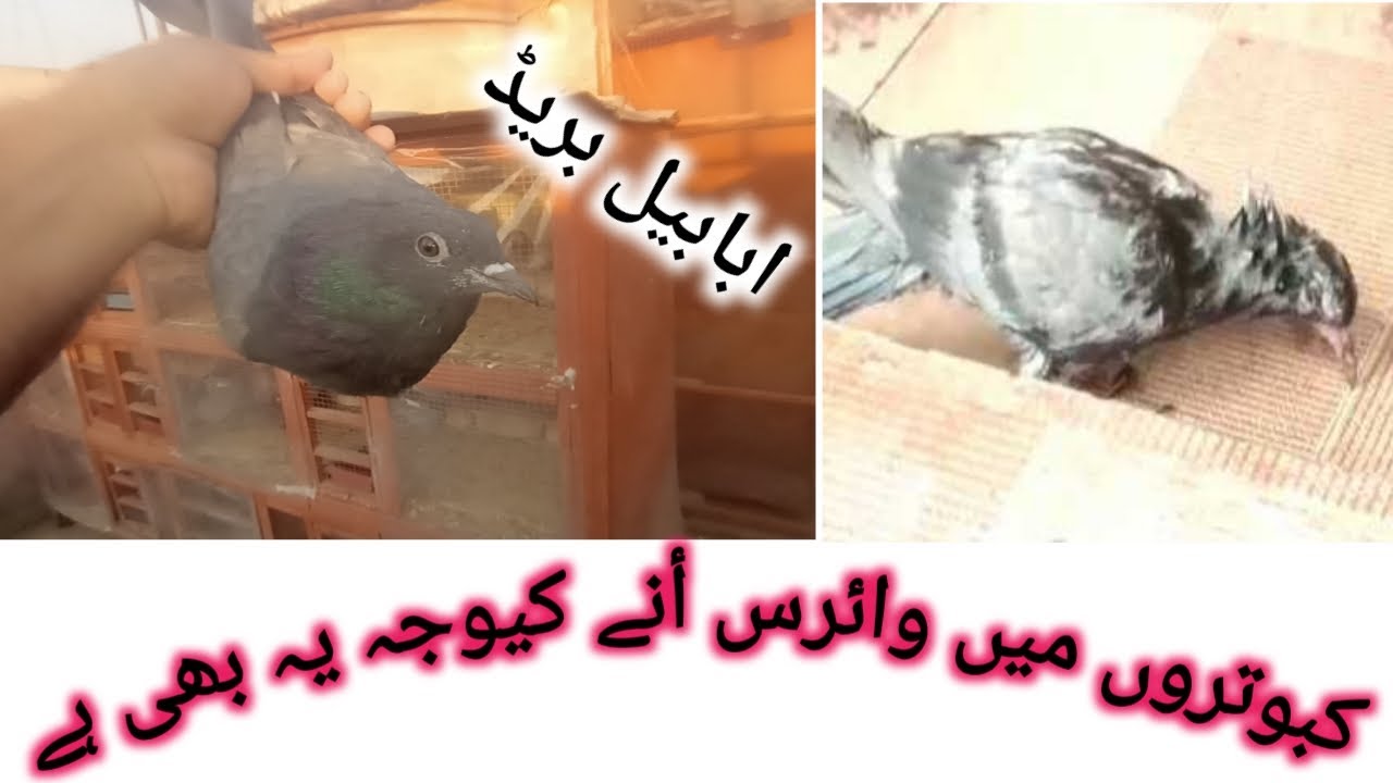 Kabotron ma virus aany ki waja ay b hoti hai 🕊@Birdsloverzone5535