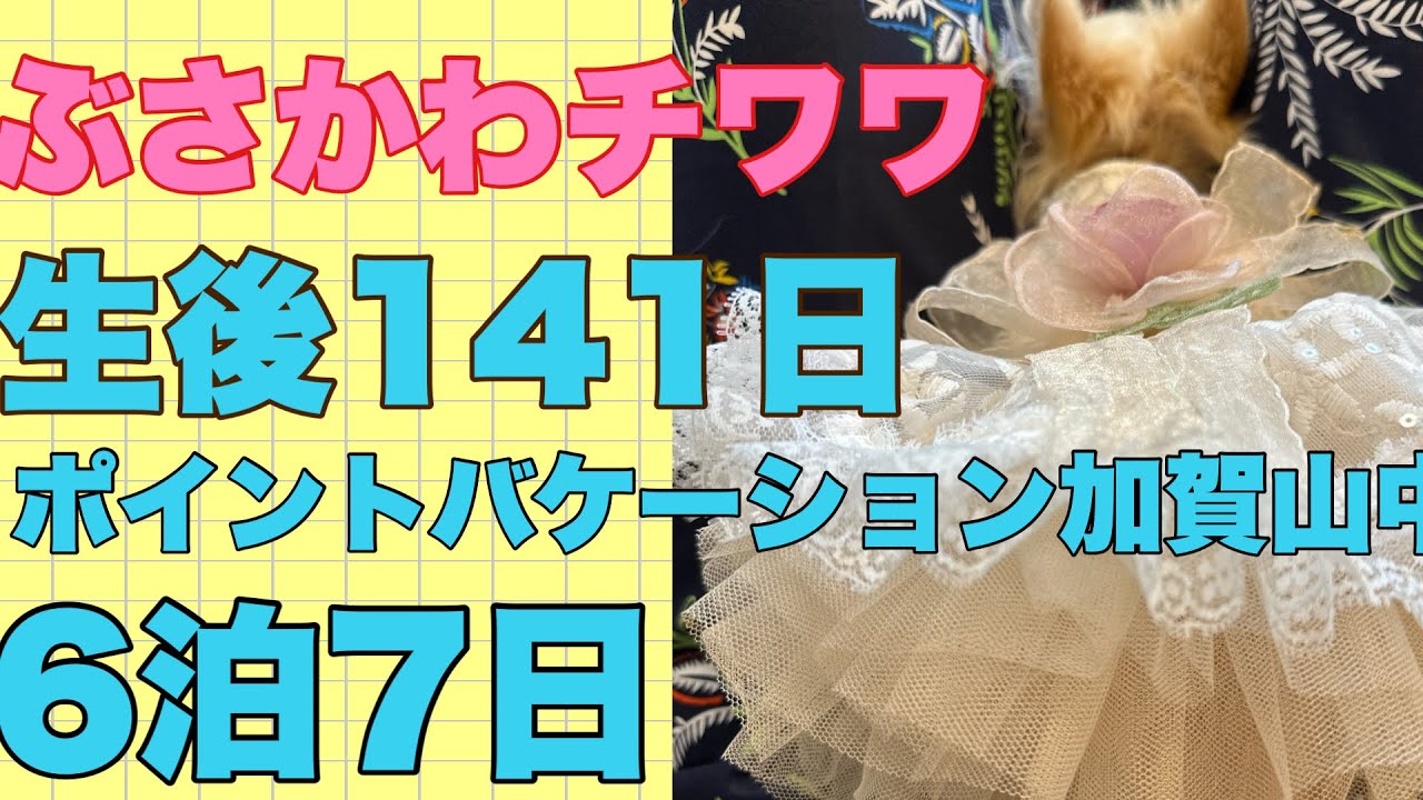 ぶさかわチワワりん。生後141日ポイントバケーション加賀山中