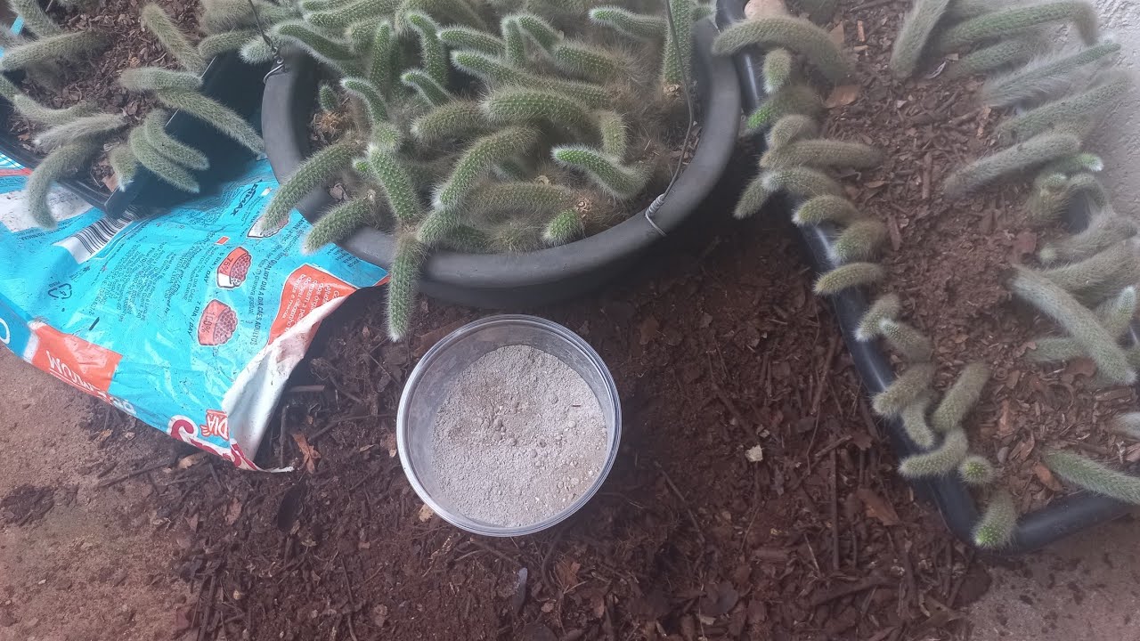 SUBSTRATO gratuito #cactos rabo de  macaco #fiz replante