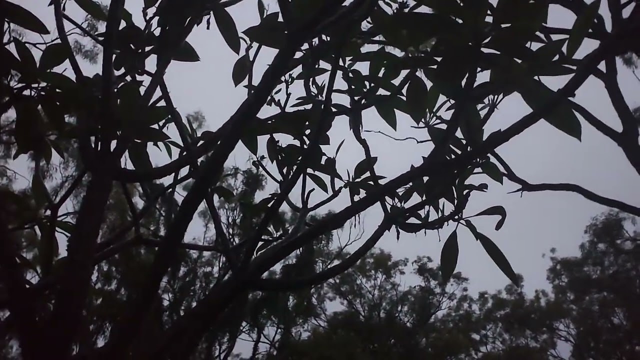 Good morning from the ancient forest 