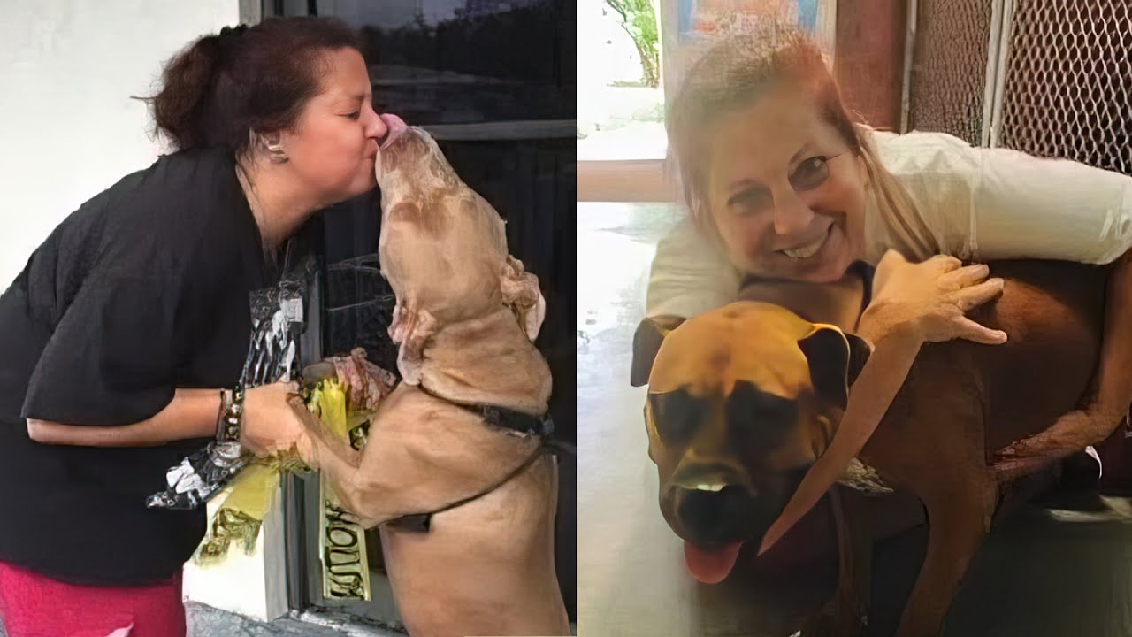 Pit Bull mauls an animal shelter volunteer to death