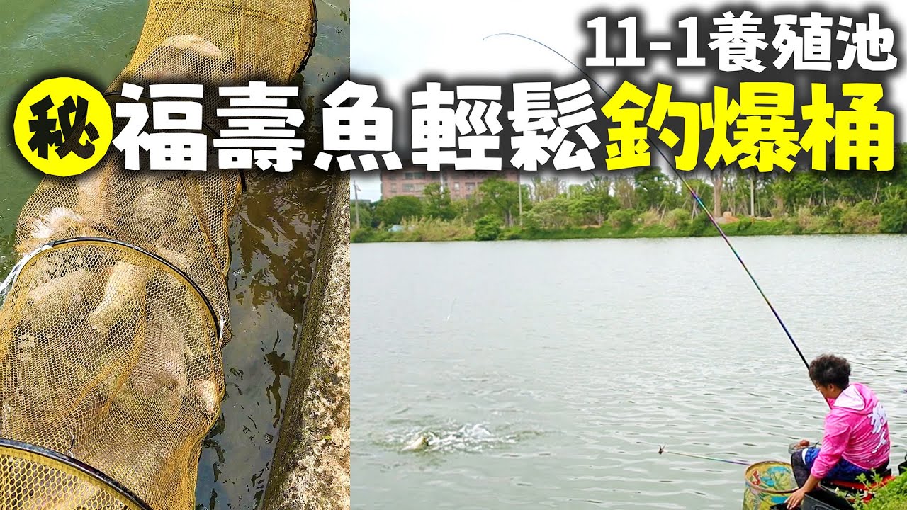 【跟我去11-1養殖池】池釣福壽魚三小時輕鬆釣爆網 網紅池釣PK賽 重回釣魚的快樂  #caucagiaitri #MancingIkan #つり #沐雨柔 #張小柚