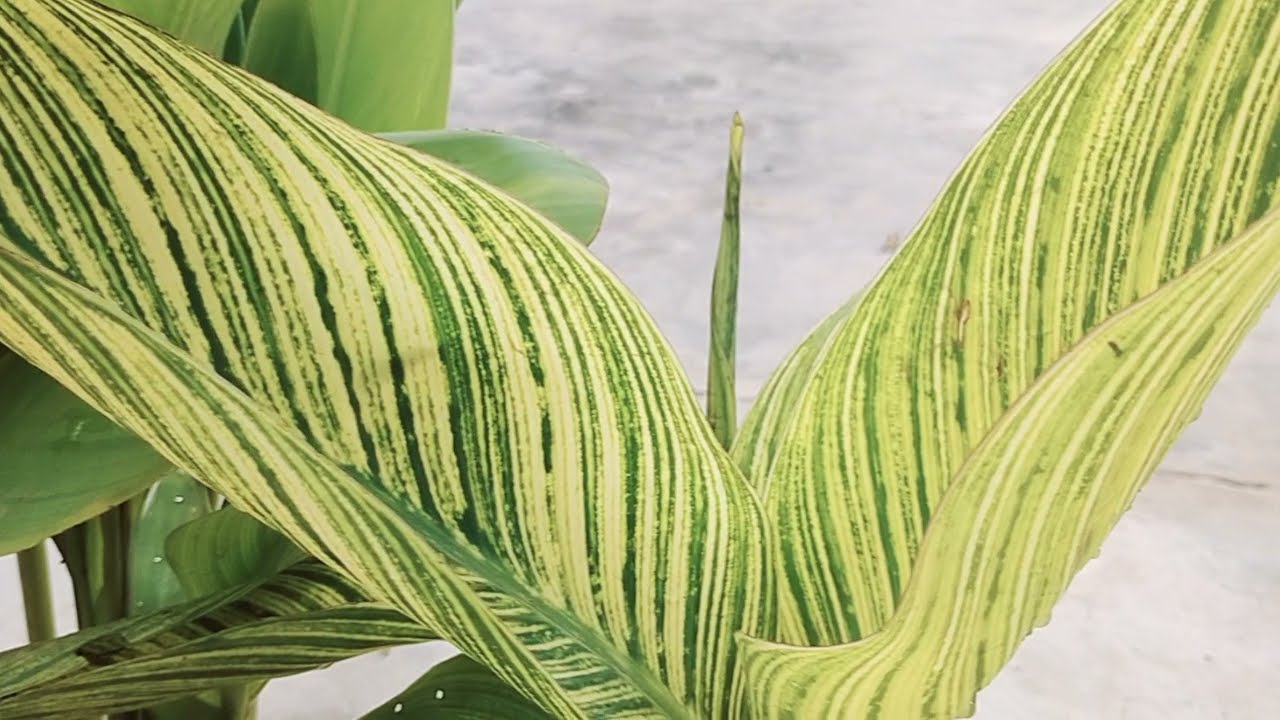 How to Grow and Care of Canna Lily plant Care. Human Garden