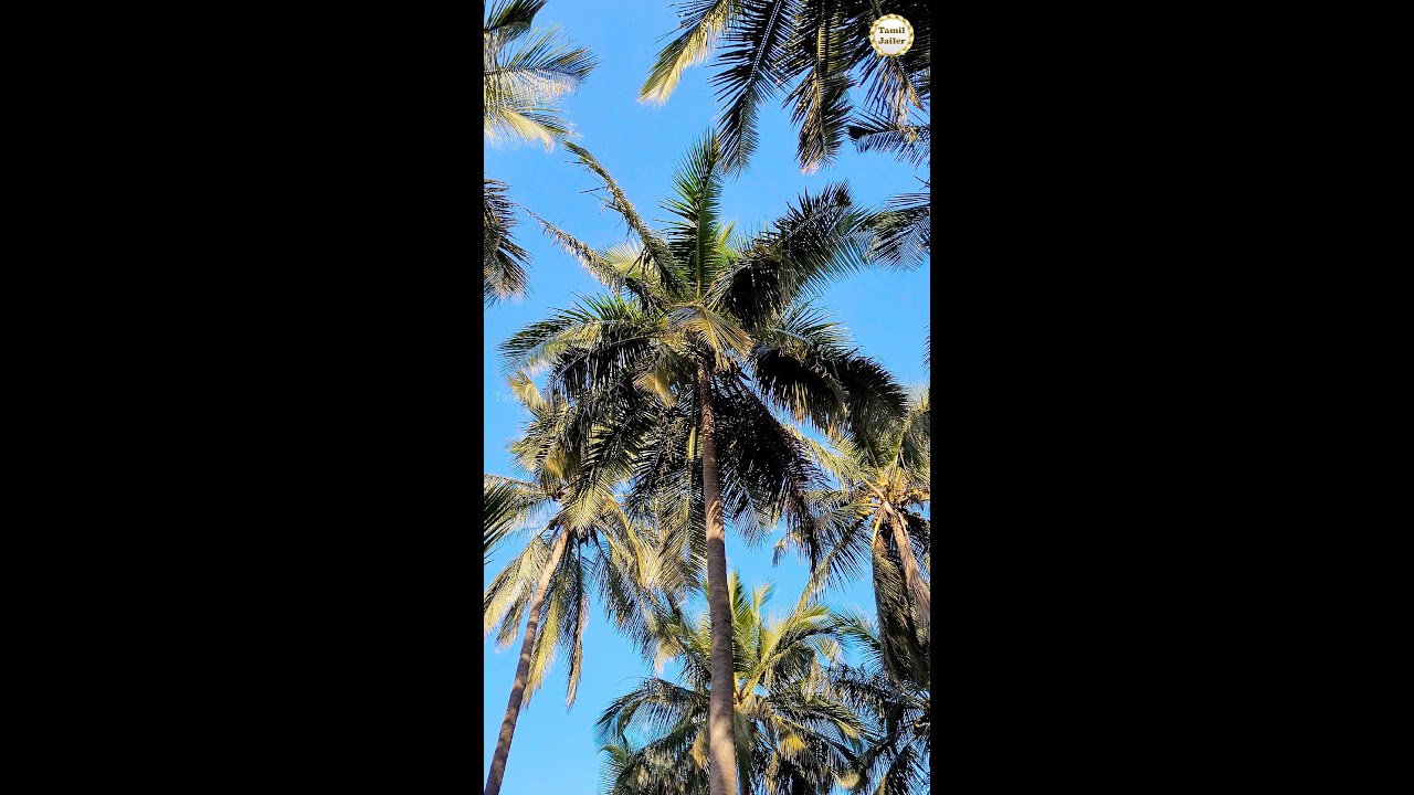 How to protect Coconut tree?