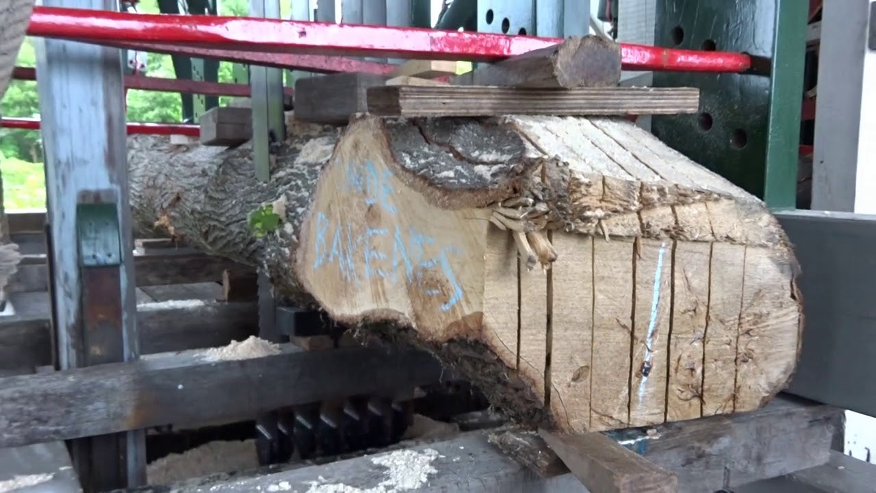 Linde uit Haarlem op windkracht gezaagd