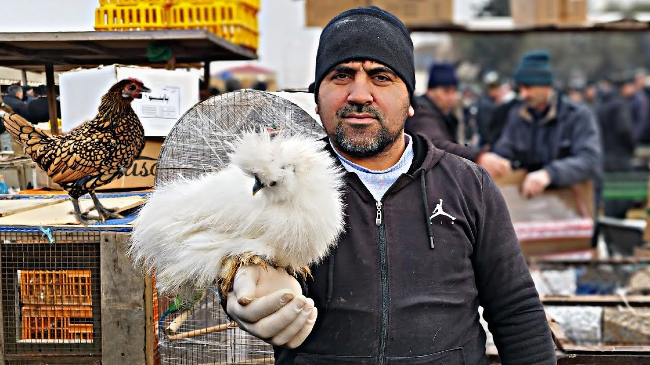 Sabunçu Toyuq Bazarı 4 fevral 2024 @xəzərbagirov7