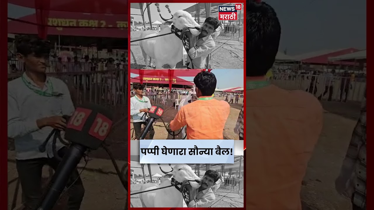 Parli News | 60 लाखांची बुटकी म्हैस, पप्पी घेणारा बैल! बीडमध्ये पशुप्रेमींसाठी पर्वणी | N18S