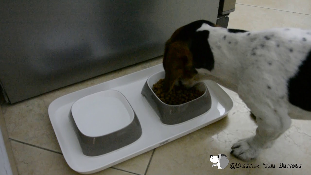 Review Glam tray by Ferplast - Dog