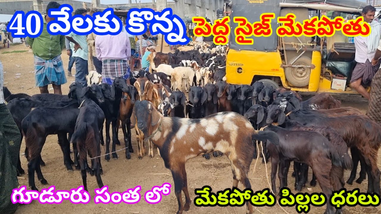 మేకపోతులు మేకల ధరలు గూడూరు సంత లో 14 11 2025 Gudur Goat sheep market Today