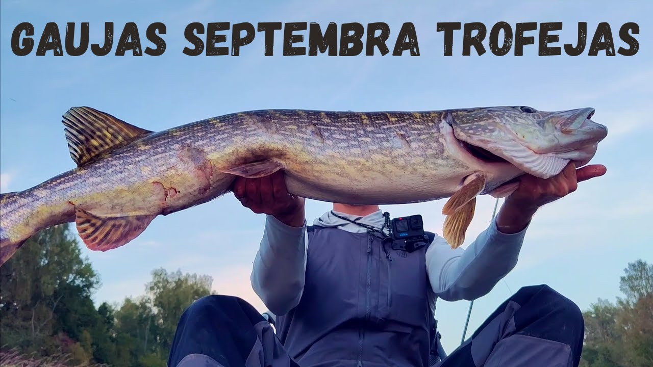 GAUJAS SEPTEMBRA TROFEJAS!