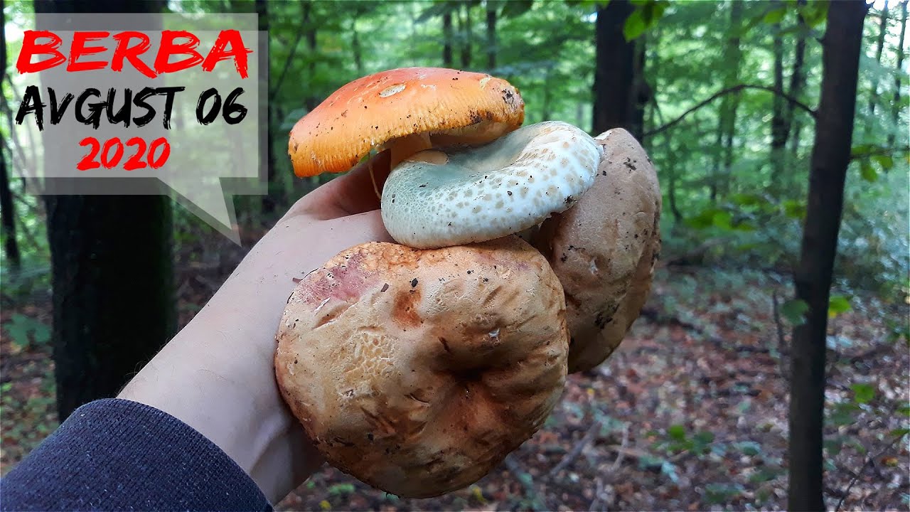 Blagva - Vrganj - Biserka - Golubača