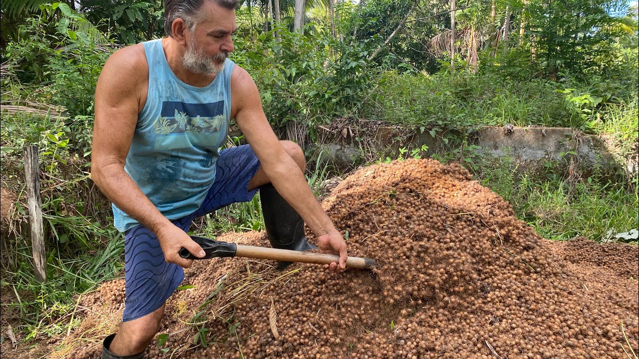 ADUBO ORGÂNICO: FAZENDO ADUBO ORGÂNICO COM CAROÇOS DE AÇAÍ!.