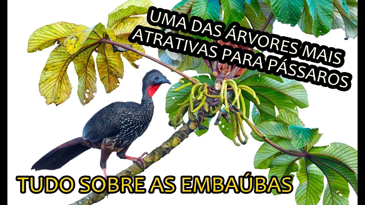 EMBAÚBA ou IMBAUBA | CONHEÇA A ÁRVORE QUE MAIS ATRAI PÁSSAROS NO SEU JARDIM | O Guia Completo