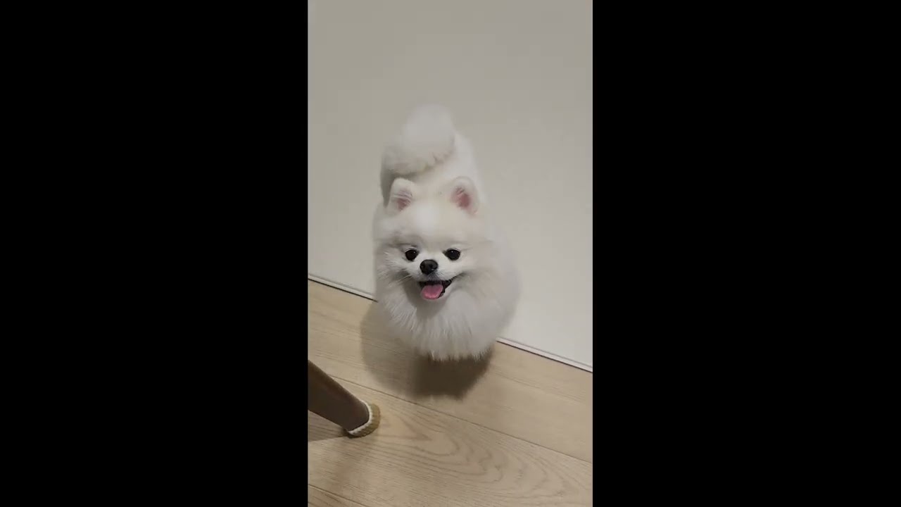집에 할머니가 놀러왔어요 🏡💛 달콤이의 반가운 하루 | 2026.03.16