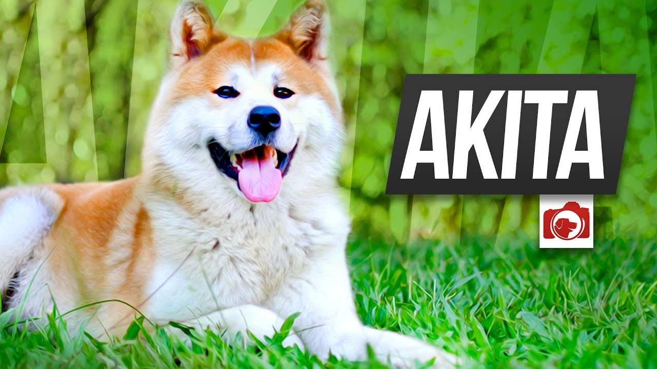 Curiosidades sobre o Akita Inu