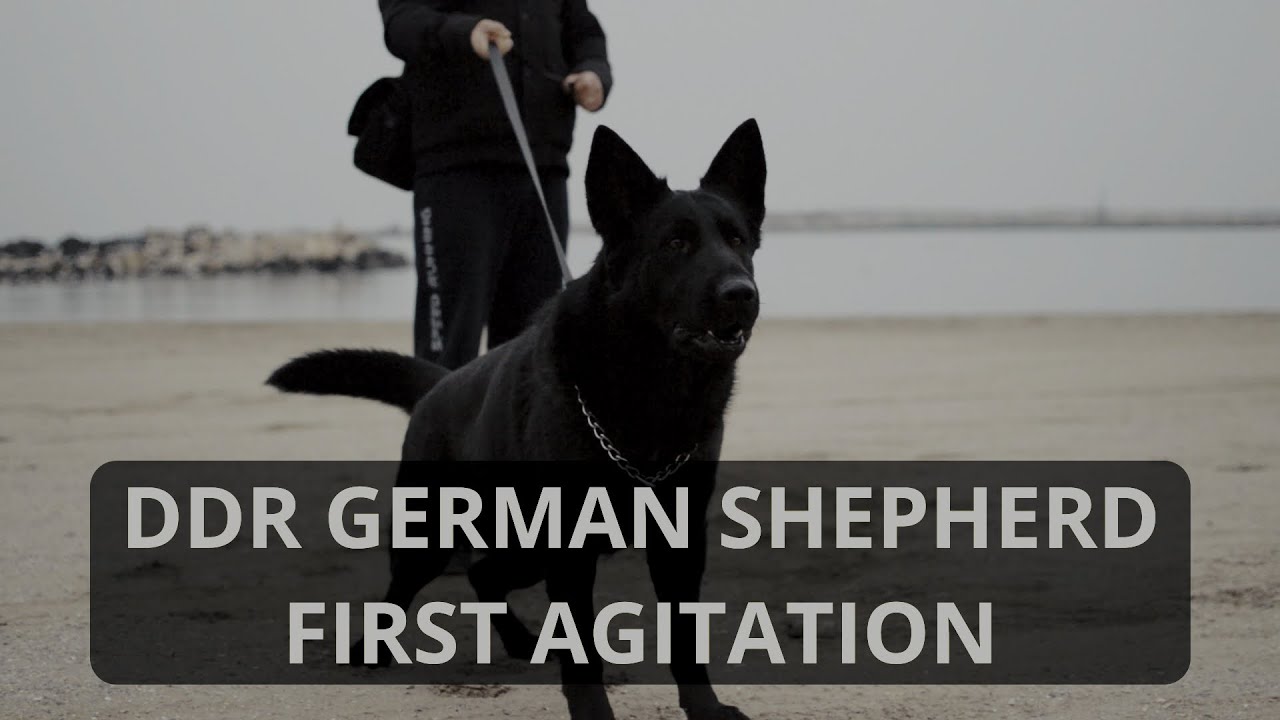 East German Shepherd challenged for the first time