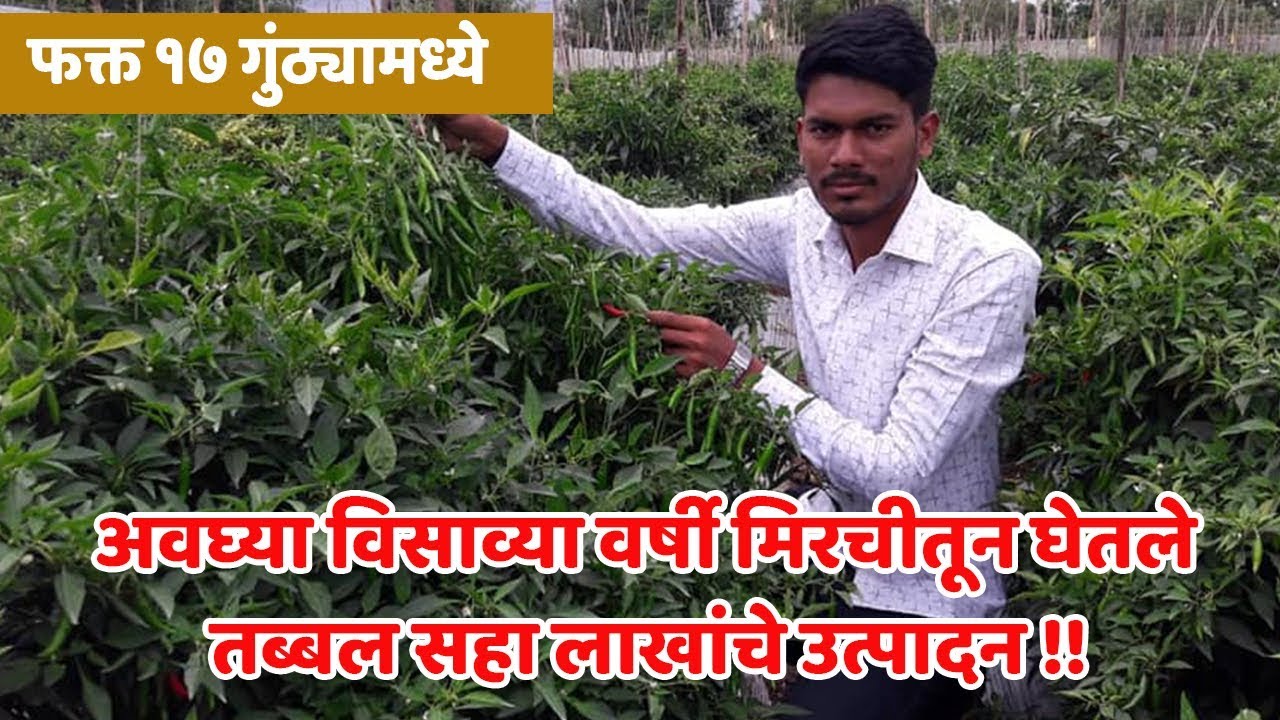 मिरचीचे विक्रमी उत्पादन घेणारा तरूण शेतकरी शंभूराज घाडगे | निमसोड | सातारा | IFE