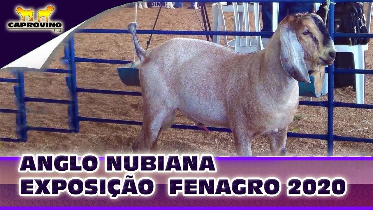 ANGLO NUBIANA EXPOSIÇÃO  FENAGRO 2020