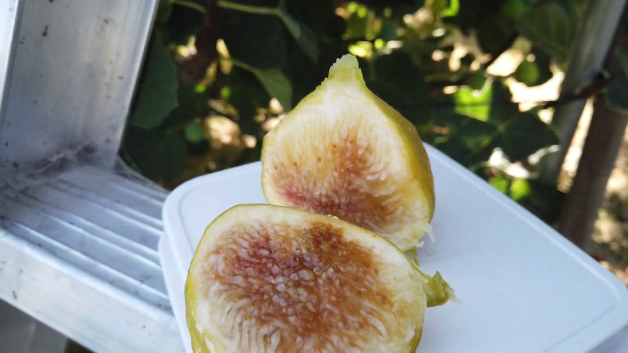 Yellow Long Neck Fig Harvest (FAIL!)