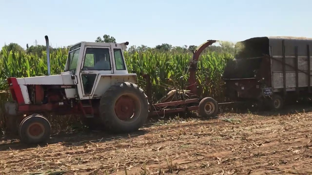 Chopping silage with a 770 Case and 717 new Holland chopper