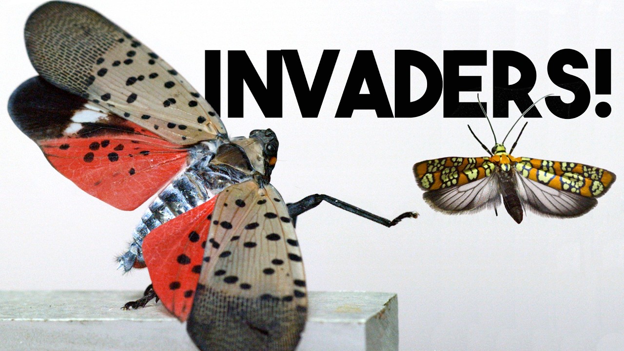 These (AMAZING) bugs are not supposed to be here