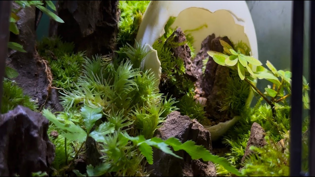 The birth of the elf world